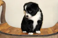 Winter, a female Miniature Australian Shepherd for sale in Delta, CO – Photo 2 of 4