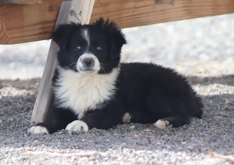 Winter – Miniature Australian Shepherd puppy for sale in Delta, CO