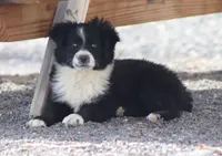 Winter, a female Miniature Australian Shepherd for sale in Delta, CO – 1 of 10