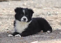 Winter, a female Miniature Australian Shepherd for sale in Delta, CO – 6 of 10