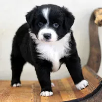 Winter, a female Miniature Australian Shepherd for sale in Delta, CO – Photo 3 of 4
