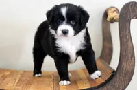 Winter, a female Miniature Australian Shepherd for sale in Delta, CO – Photo 3 of 4