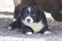 Winter, a female Miniature Australian Shepherd for sale in Delta, CO – 3 of 10