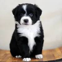 Winter, a female Miniature Australian Shepherd for sale in Delta, CO – Photo 1 of 4