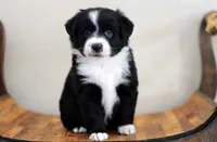 Winter, a female Miniature Australian Shepherd for sale in Delta, CO – Photo 1 of 4