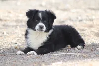Winter, a female Miniature Australian Shepherd for sale in Delta, CO – 4 of 10