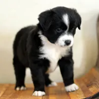 Winter, a female Miniature Australian Shepherd for sale in Delta, CO – Photo 4 of 4