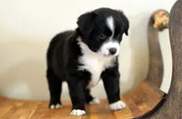 Winter, a female Miniature Australian Shepherd for sale in Delta, CO – Photo 4 of 4