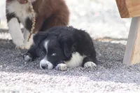 Winter, a female Miniature Australian Shepherd for sale in Delta, CO – 5 of 10