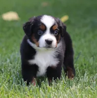 Molly BTF, a female Miniature Australian Shepherd for sale in Delta, CO – 5 of 5