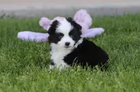 Grizzly, a male Toy Australian Shepherd for sale in Delta, CO – 3 of 3