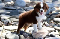 Lynx, a male Toy Australian Shepherd for sale in Delta, CO – 4 of 4