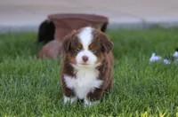Lynx, a male Toy Australian Shepherd for sale in Delta, CO – 3 of 3