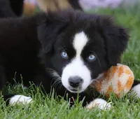Laney BBM, a male Miniature Australian Shepherd for sale in Delta, CO – 5 of 6