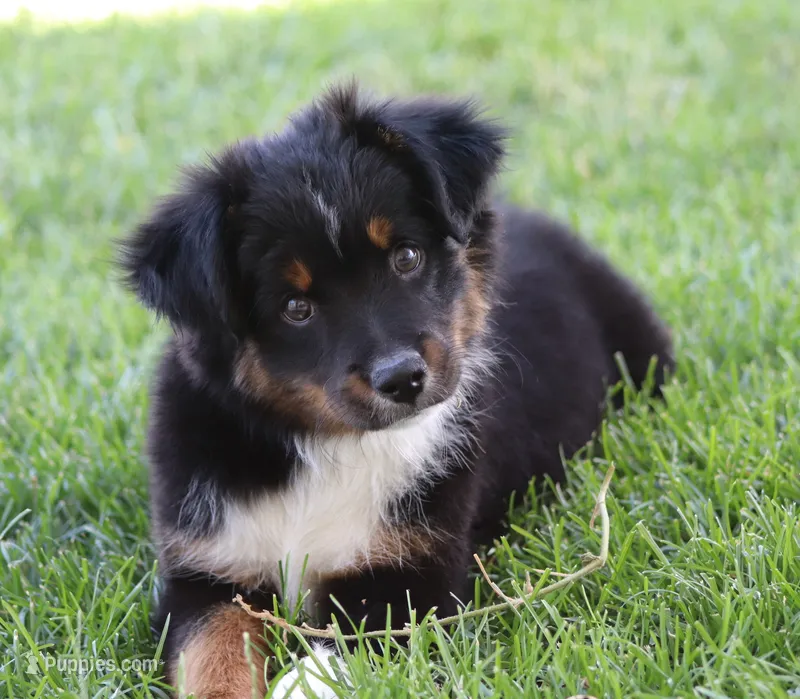Snip BTM – Miniature Australian Shepherd puppy for sale in Delta, CO