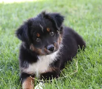 Snip BTM, a male Miniature Australian Shepherd for sale in Delta, CO – 1 of 10