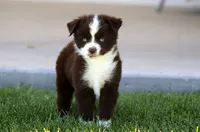 Buck, a male Toy Australian Shepherd for sale in Delta, CO – 3 of 4
