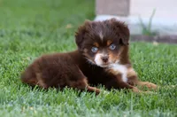 Kiara, a female Toy Australian Shepherd for sale in Delta, CO – 4 of 4