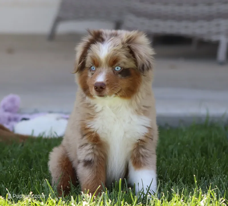 Fawn RMM – Toy Australian Shepherd puppy for sale in Delta, CO