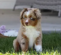 Fawn RMM, a male Toy Australian Shepherd for sale in Delta, CO – 2 of 6