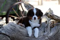 Lynx, a male Toy Australian Shepherd for sale in Delta, CO – 2 of 4