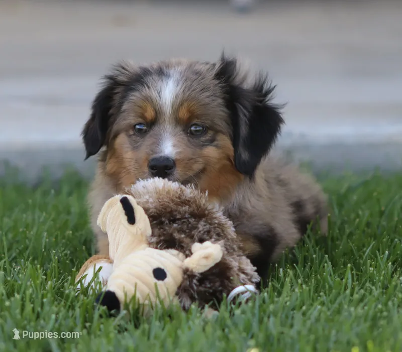 Boots BMF – Toy Australian Shepherd puppy for sale in Delta, CO