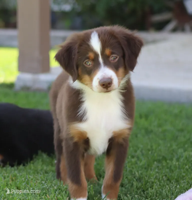 Molly RTM – Miniature Australian Shepherd puppy for sale in Delta, CO