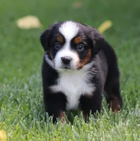 Molly BTF, a female Miniature Australian Shepherd for sale in Delta, CO – 4 of 5