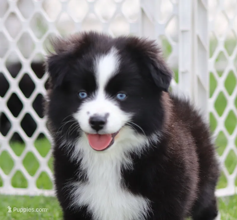 Medina BBF 1 – Miniature Australian Shepherd puppy for sale in Delta, CO