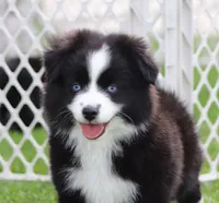 Medina BBF 1, a female Miniature Australian Shepherd for sale in Delta, CO – 1 of 4