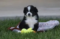 Birdie, a female Toy Australian Shepherd for sale in Delta, CO – 2 of 3