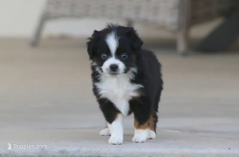 Birdie – Toy Australian Shepherd puppy for sale in Delta, CO