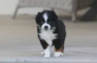 Birdie, a female Toy Australian Shepherd for sale in Delta, CO – 1 of 3