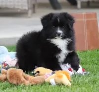 Medina BBF 2, a female Miniature Australian Shepherd for sale in Delta, CO – 2 of 4