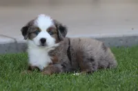 Destin BMM, a male Toy Australian Shepherd for sale in Delta, CO – 4 of 4