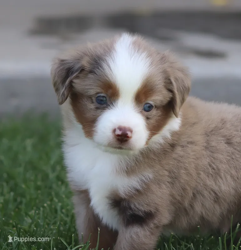 Molly RMM – Miniature Australian Shepherd puppy for sale in Delta, CO