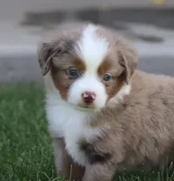 Molly RMM, a male Miniature Australian Shepherd for sale in Delta, CO – 1 of 10