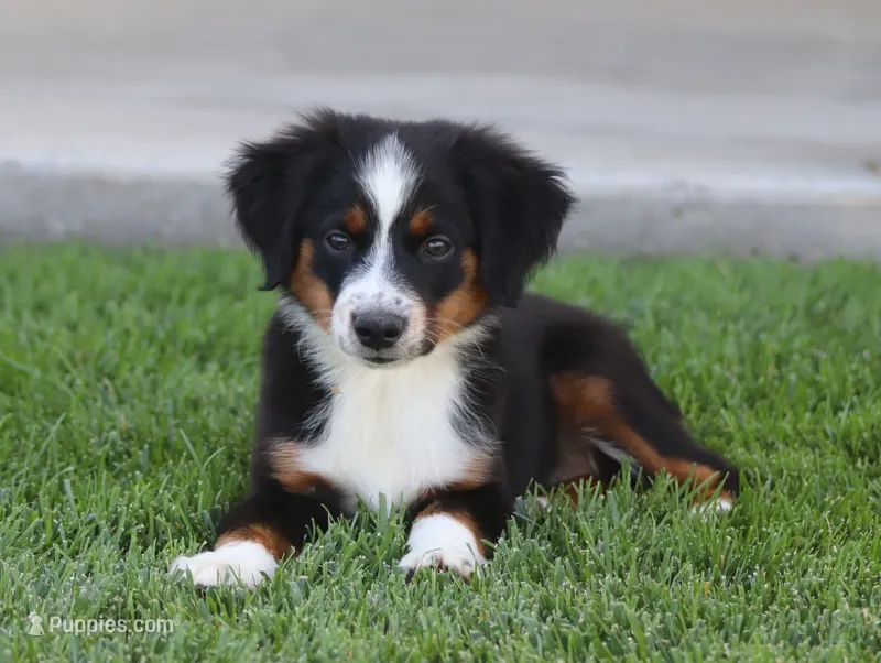Molly BTF – Miniature Australian Shepherd puppy for sale in Delta, CO