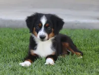 Molly BTF, a female Miniature Australian Shepherd for sale in Delta, CO – 1 of 10