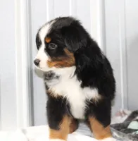 Pepper BTM, a male Toy Australian Shepherd for sale in Delta, CO – Photo 2 of 4