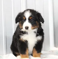Pepper BTM, a male Toy Australian Shepherd for sale in Delta, CO – Photo 4 of 4