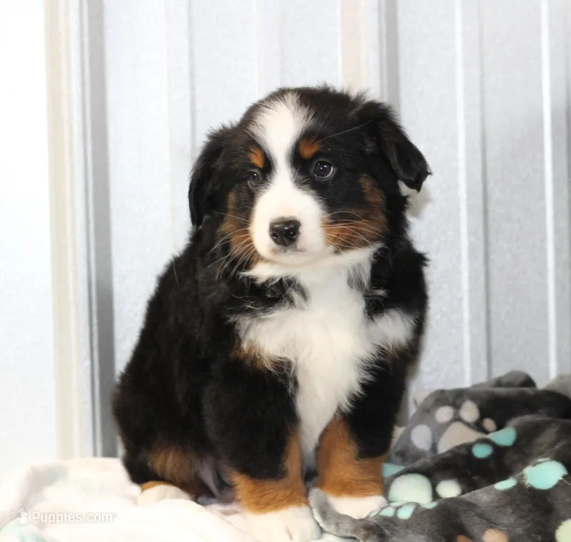 Pepper BTM – Toy Australian Shepherd puppy for sale in Delta, CO
