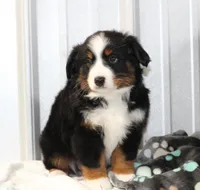 Pepper BTM, a male Toy Australian Shepherd for sale in Delta, CO – Photo 1 of 4