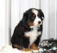 Pepper BTM, a male Toy Australian Shepherd for sale in Delta, CO – Photo 3 of 4