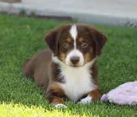 Molly RTM, a male Miniature Australian Shepherd for sale in Delta, CO – 2 of 8