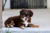 Kiara, a female Toy Australian Shepherd for sale in Delta, CO – 3 of 4