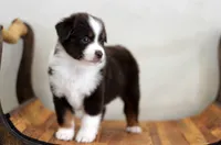 Blizzard, a female Miniature Australian Shepherd for sale in Delta, CO – Photo 5 of 5