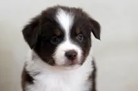 Blizzard, a female Miniature Australian Shepherd for sale in Delta, CO – Photo 2 of 5