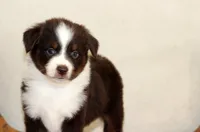 Blizzard, a female Miniature Australian Shepherd for sale in Delta, CO – Photo 3 of 5