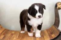 Blizzard, a female Miniature Australian Shepherd for sale in Delta, CO – Photo 1 of 5